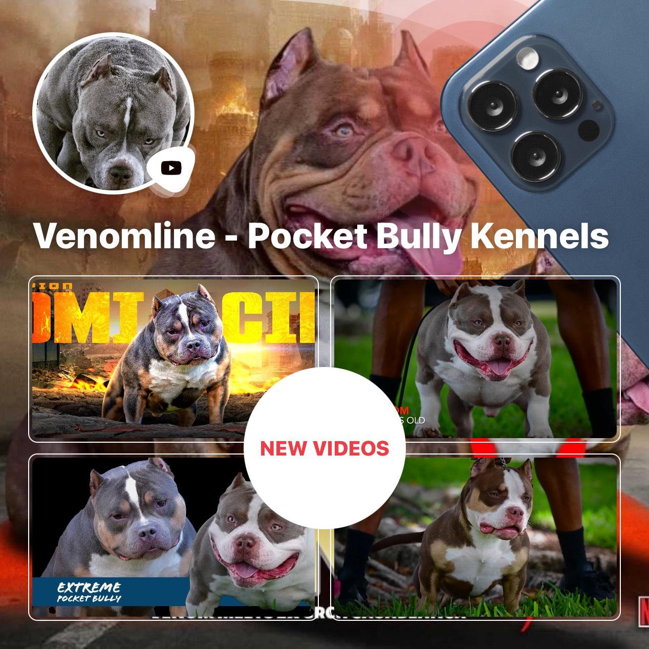 american bully, pocket, extreme, micro, standard, exotic, best, bloodlines, video, youtube