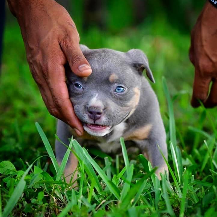 Pocket American Bully Puppies for Sale,  Extreme Pocket Bully, Venomline, American Bully Kennels, Best Pocket Bully Kennels, Pocket Bully Breeders, Pocket Bully Kennels, Top American Bully Breeders, Best Bully Bloodlines