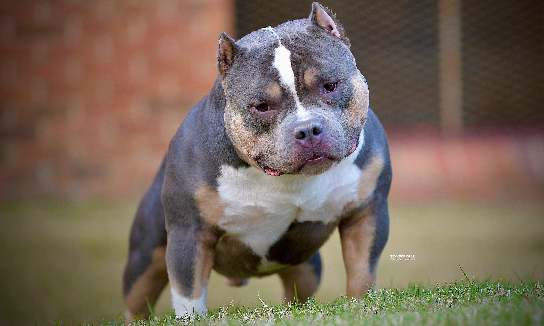 american bully puppies, puppies for sale, venomline, pocket bully, micro bully, exotic bully, extreme bully, puppies for sale