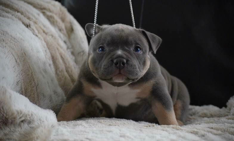 exotic american bully puppies