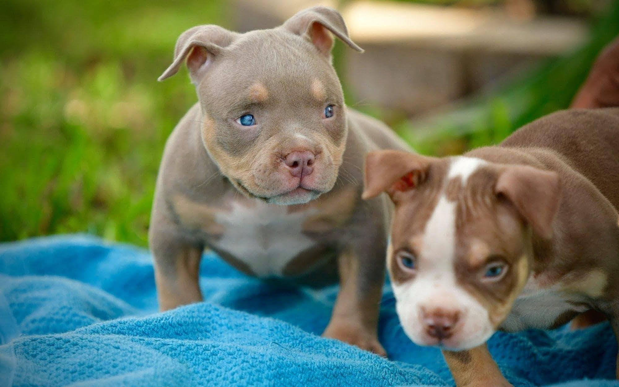 Pocket Bully Puppies, Micro Bully Puppies, Merle, Tri Color, American Bully Bloodlines, Venomline