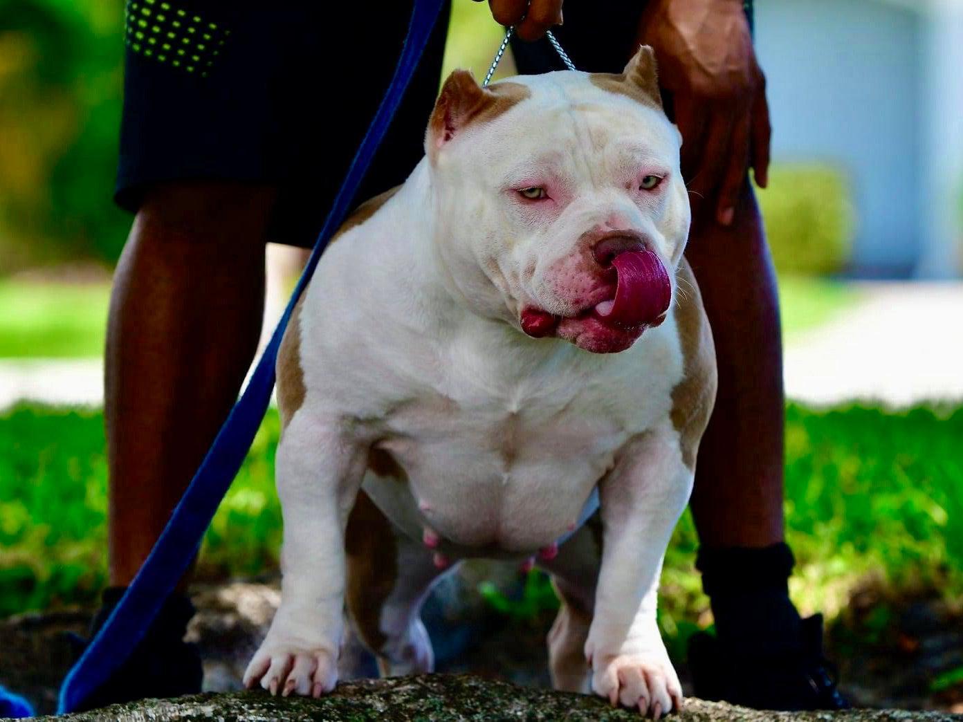 best pocket bully, bloodline, breeder, 2022, venomline, pocket bully puppies, for sale