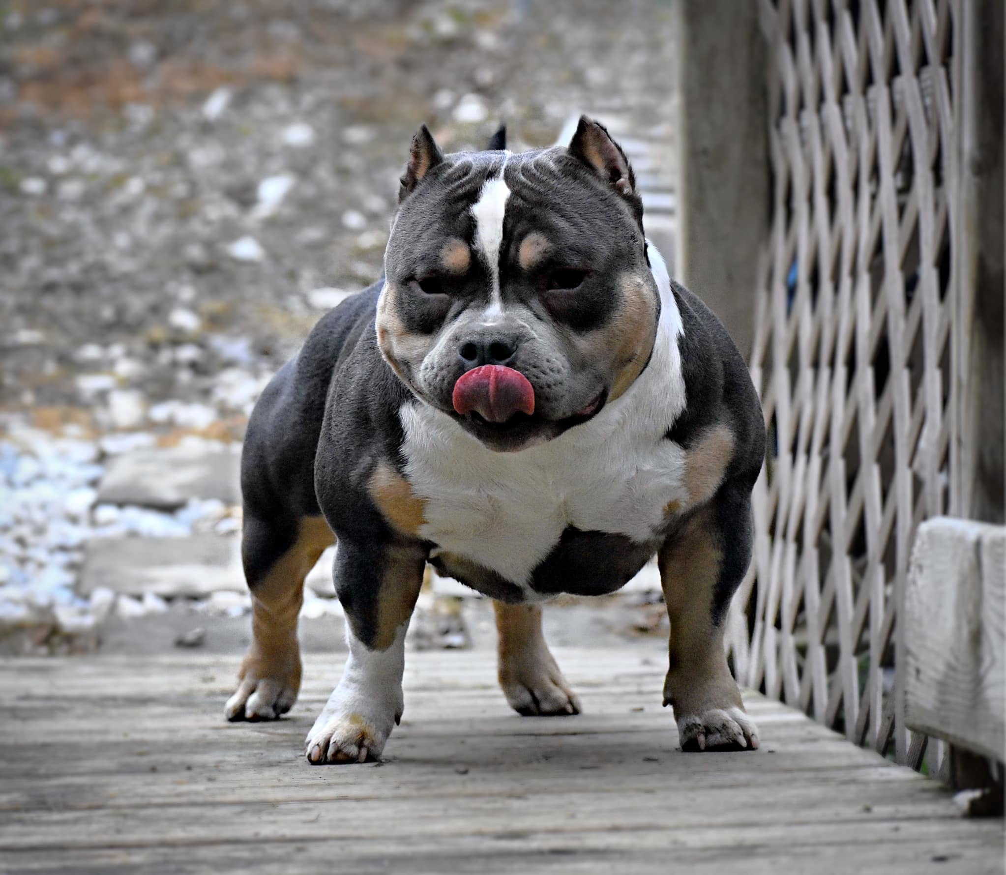 TOP AMERICAN BULLY BLOODLINE: VENOMLINE