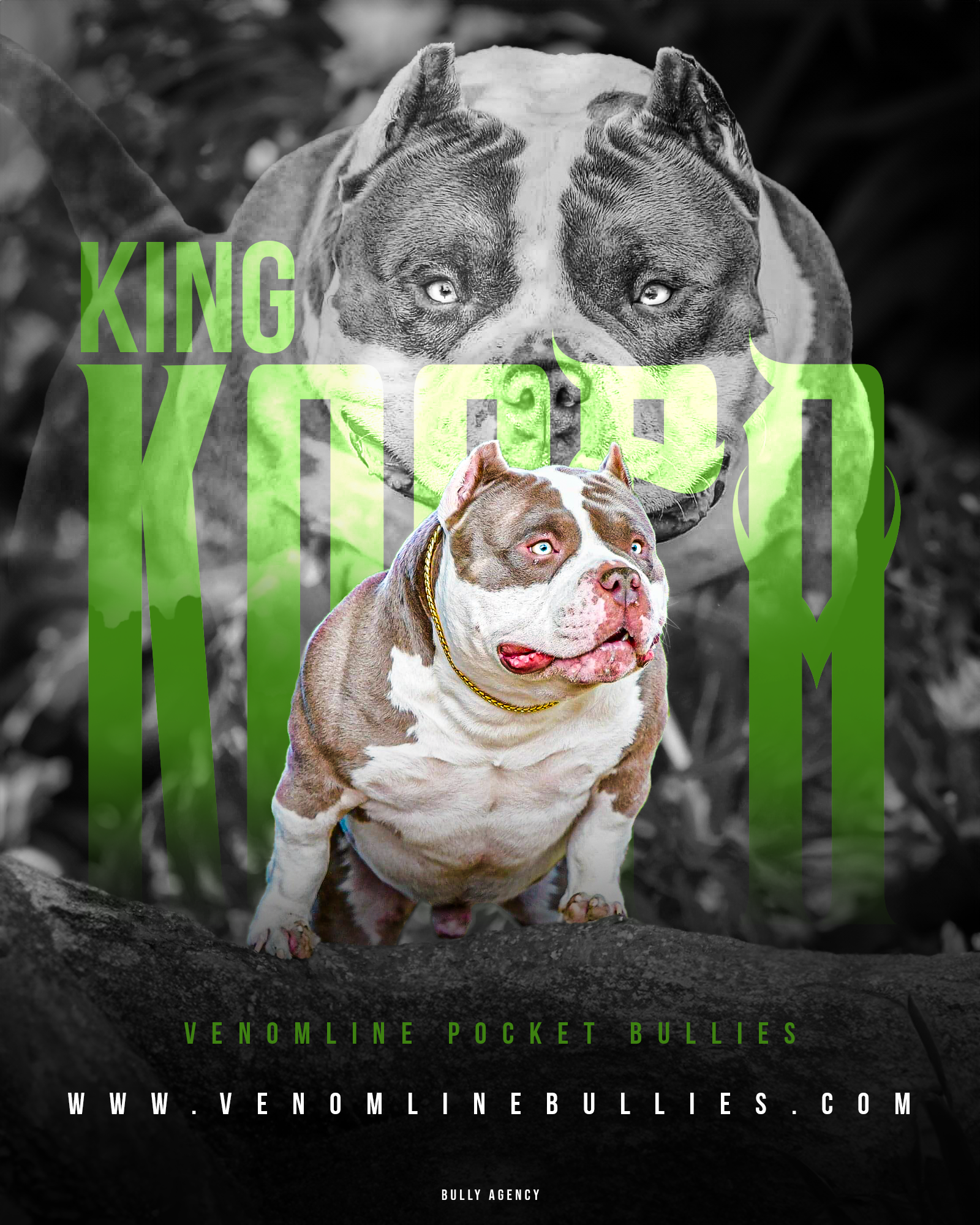 top bully studs, american bully, stud service, price, stud fee, bully puppies for sale
