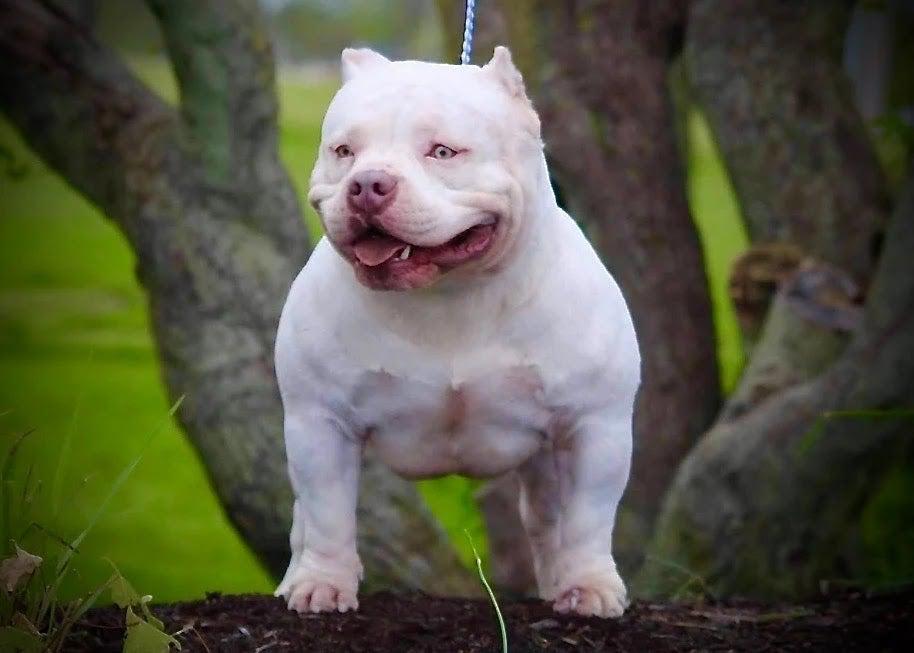 American Bully | Pocket Bully Puppies For Sale | Top American Bully Kennels | Best American Breeders | Venomline