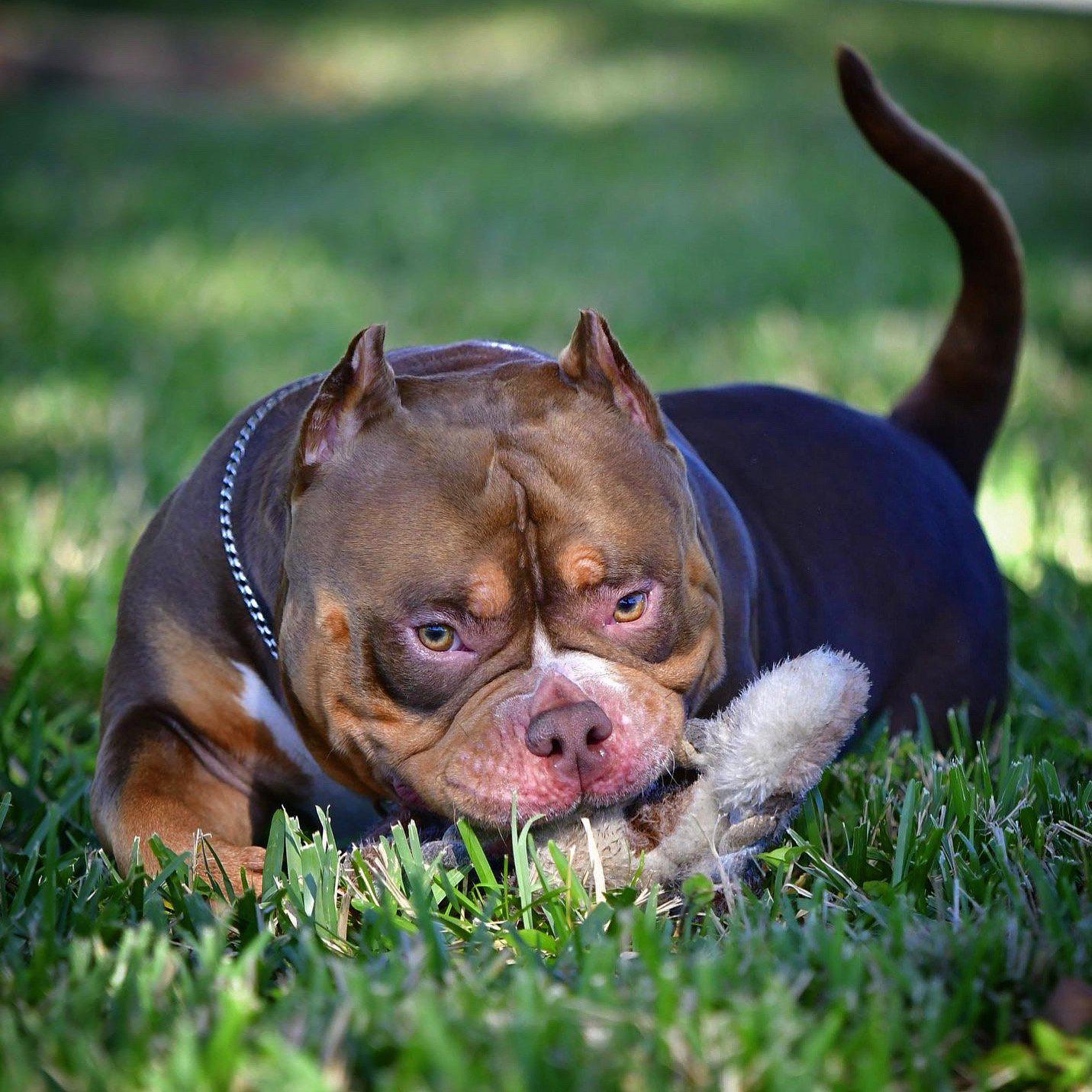 THE VENOMLINE POCKET BULLY BLOODLINE: AMERICAN BULLY PUPPIES FOR SALE