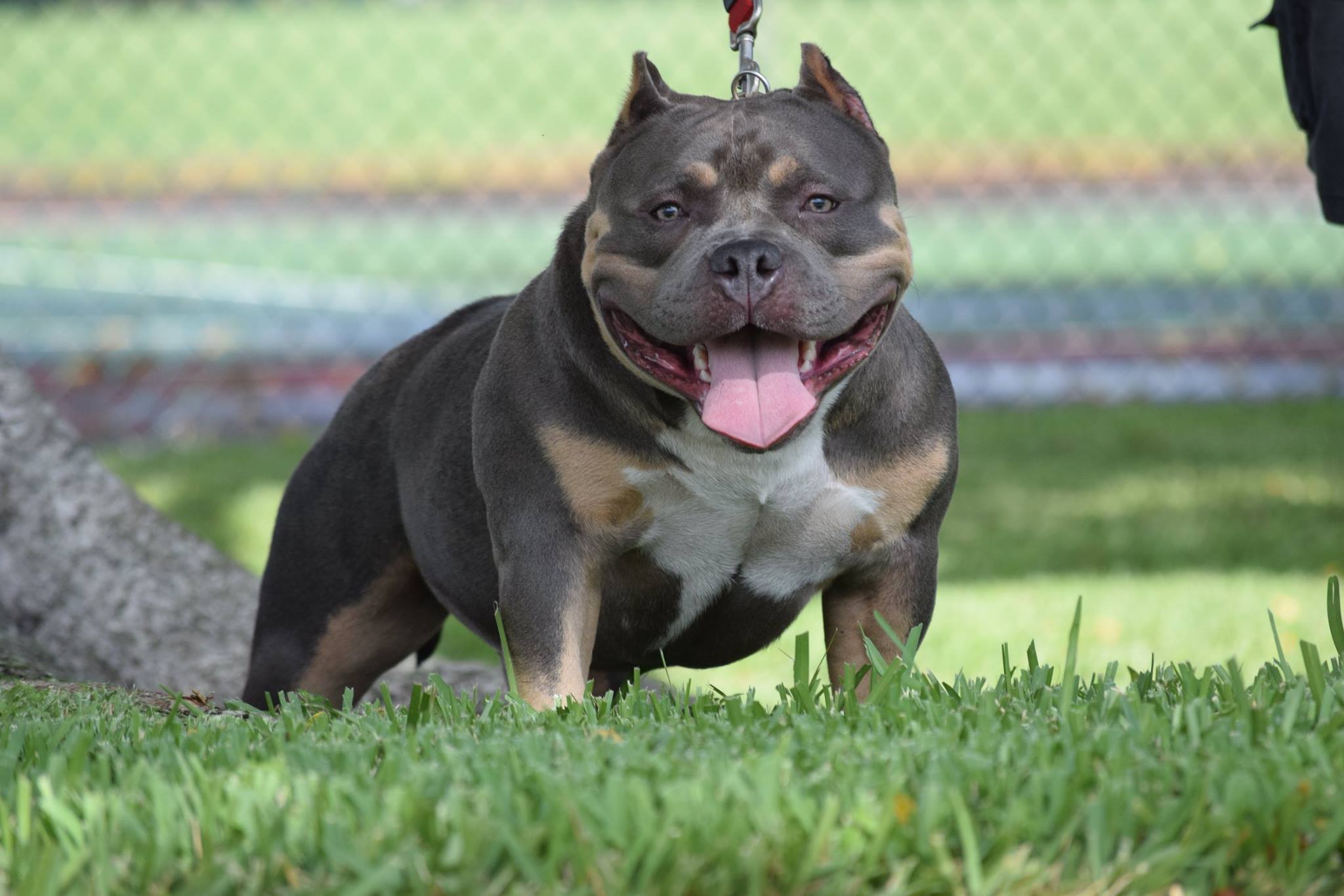 american bully standard puppies for sale