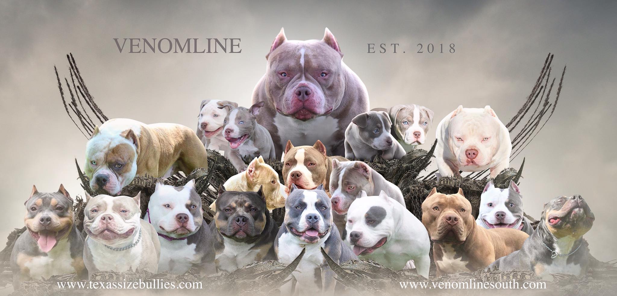 Chocolate & Lilac Pocket Bully Pups From The #1 Bloodline — Venomline in  2023