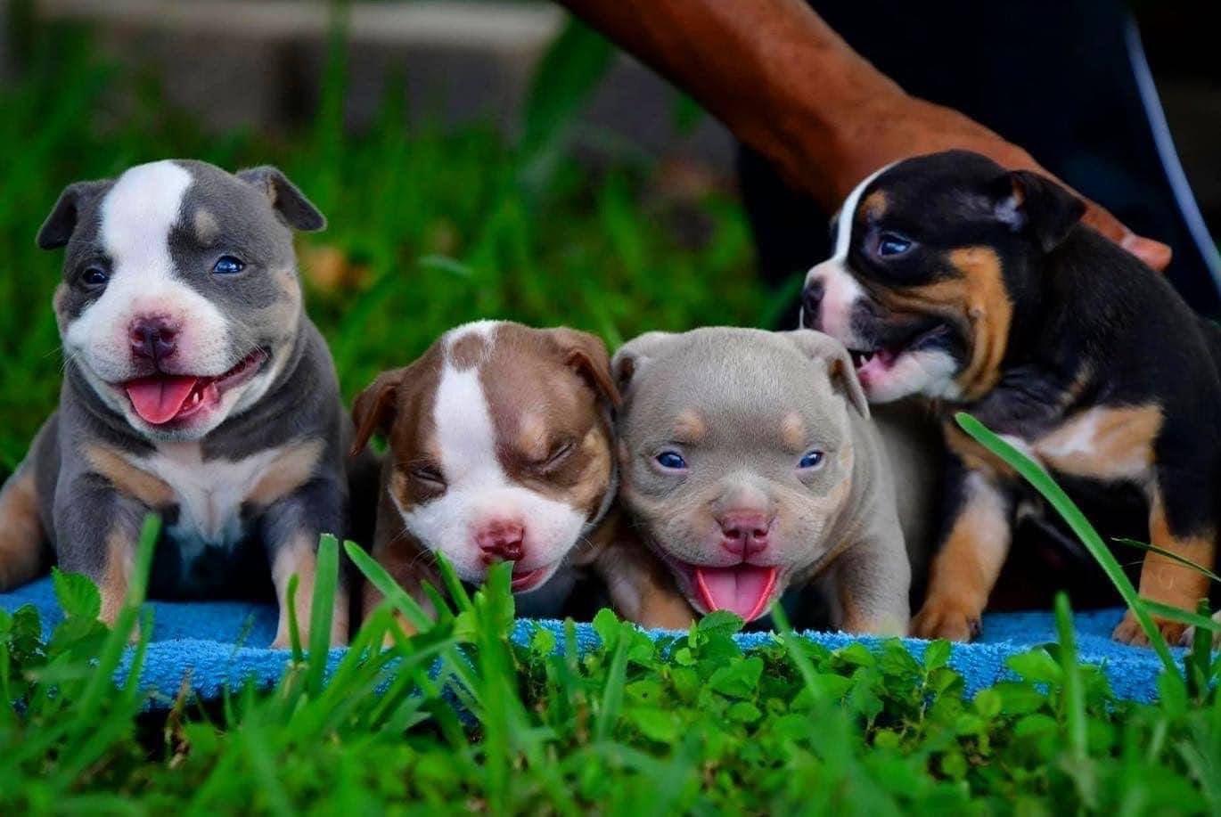 Venomline, Pocket Bully, American Bully, Extreme, Micro, Exotic, Bully Puppies, For Sale