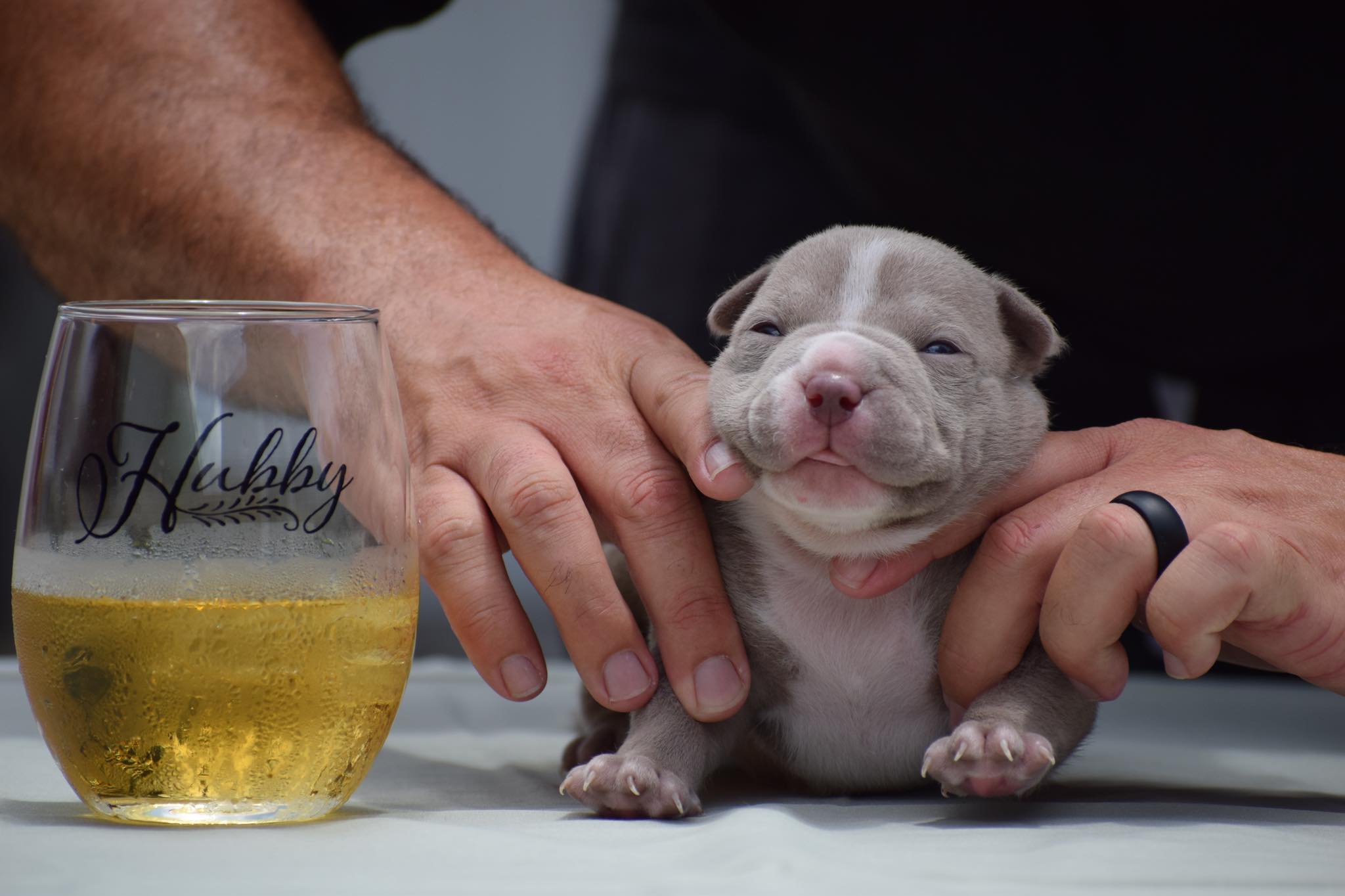 tri color bully puppies