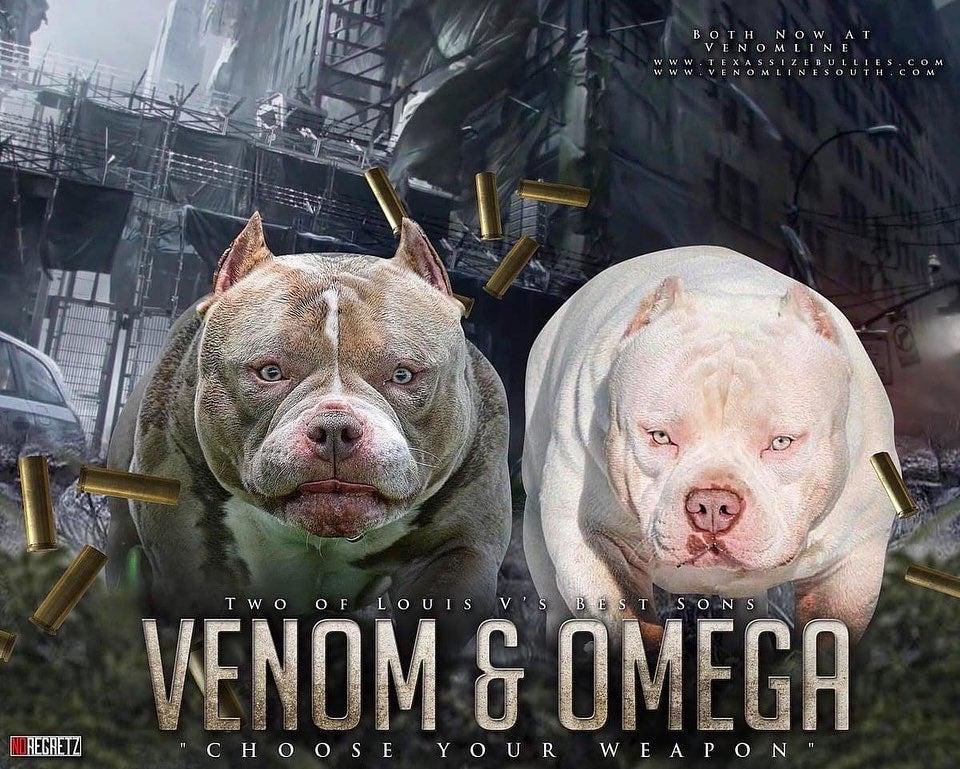 top-american-bully-studs-stud-service-fee-venomline