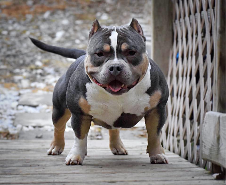 Top American Bully Studs, Stud service, American Bully Stud Service, American Bully Studs, Pocket Bully Studs, Tri Color Studs, Venomline