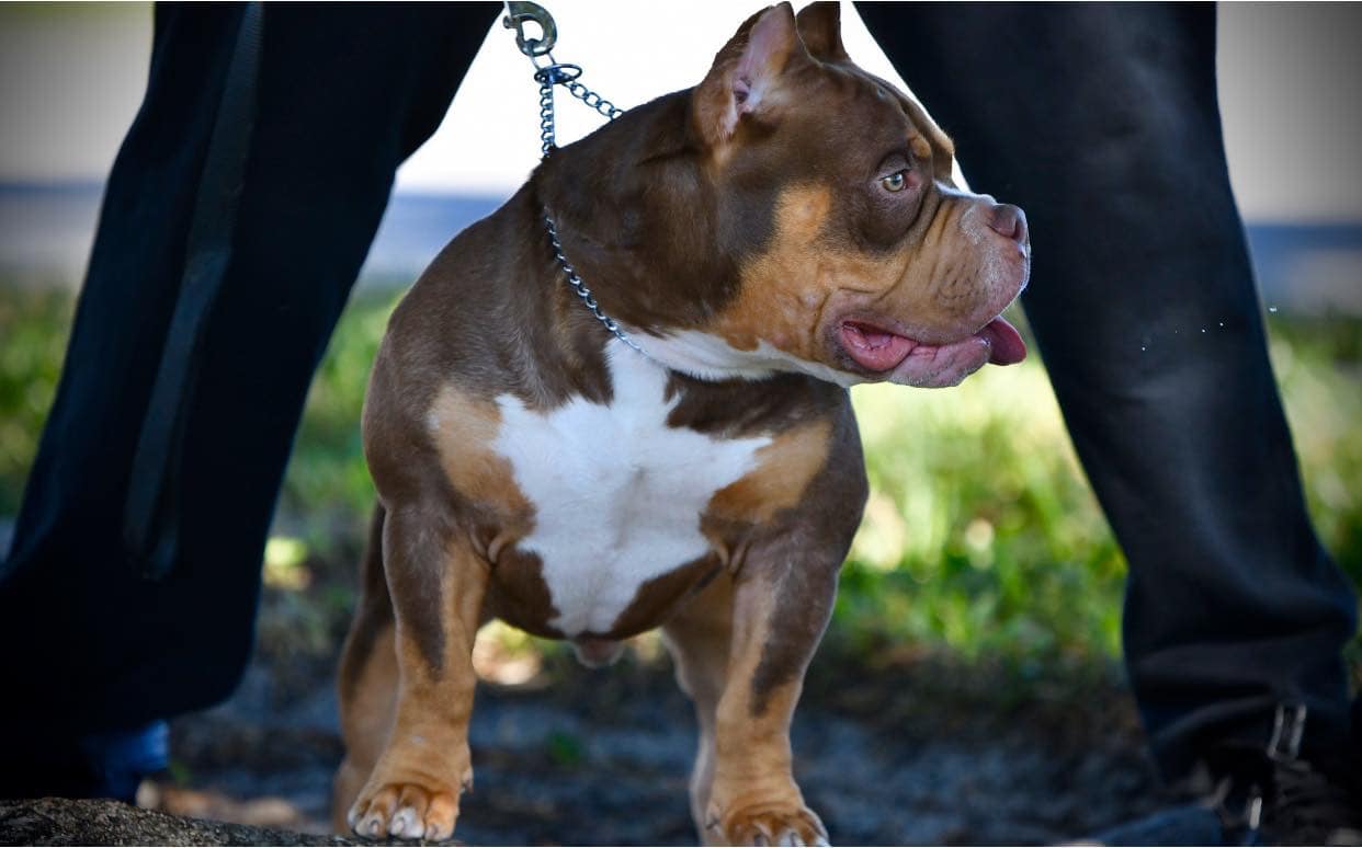 Black Tri Color, AmThe Best Pocket Bully Breeders, Micro Bully Breeders, Best Kennels & Breeders, Daxline, Venomline, Louis V Line Bullys, Muscletone Bullies, ABKC Champion, Stud Service, Top Studs