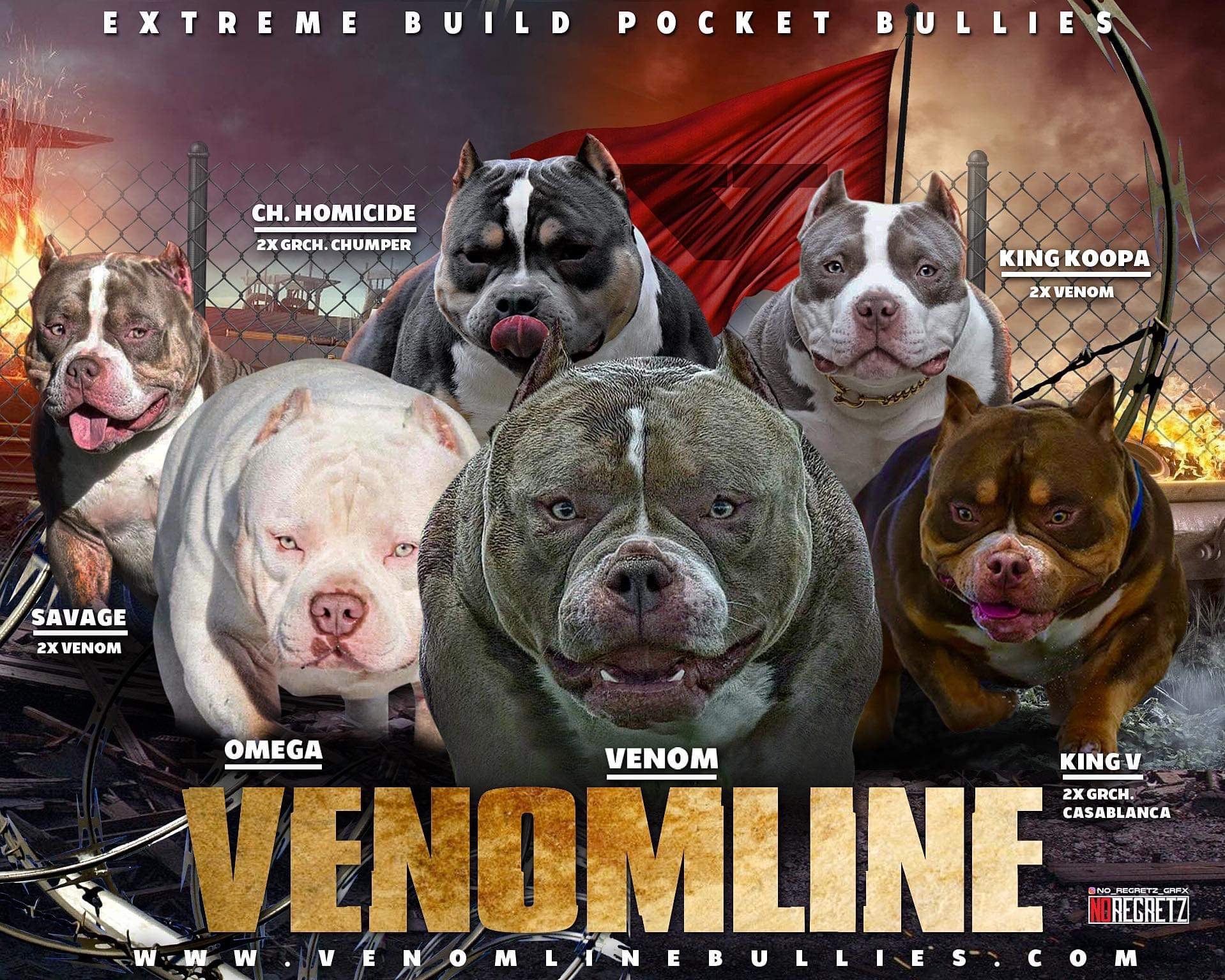 THE VENOMLINE POCKET BULLY BLOODLINE: AMERICAN BULLY PUPPIES FOR SALE