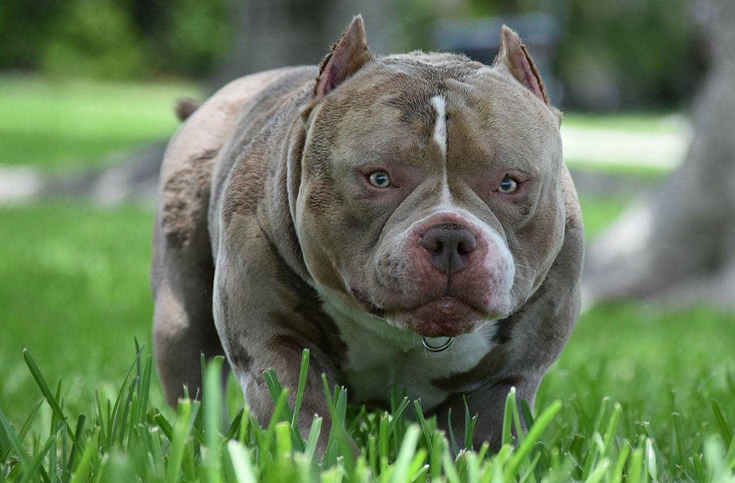 TOP AMERICAN BULLY BLOODLINE: VENOMLINE, by BULLY KING Magazine, BULLY  KING Magazine