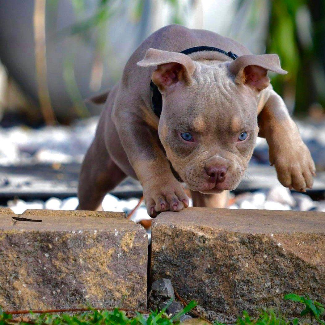 Pocket American Bully Puppies for Sale, Extreme Pocket Bully, Venomline, American Bully Kennels, Best Pocket Bully Kennels, Pocket Bully Breeders, Pocket Bully Kennels, Top American Bully Breeders, Best Bully Bloodline