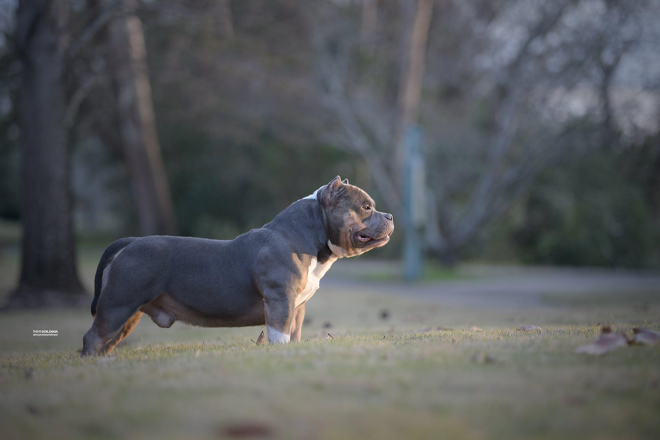 Daxline, Louis V Line, Venomline, Muscletone Bullys, Eminent Bullies, King V, Venom, Louis V, Casablanca, Magoo, Boss, Beijing Boy, Dreamchaser Bullies, American Pocket Bully, American Bully Bloodlines, Extreme Bully