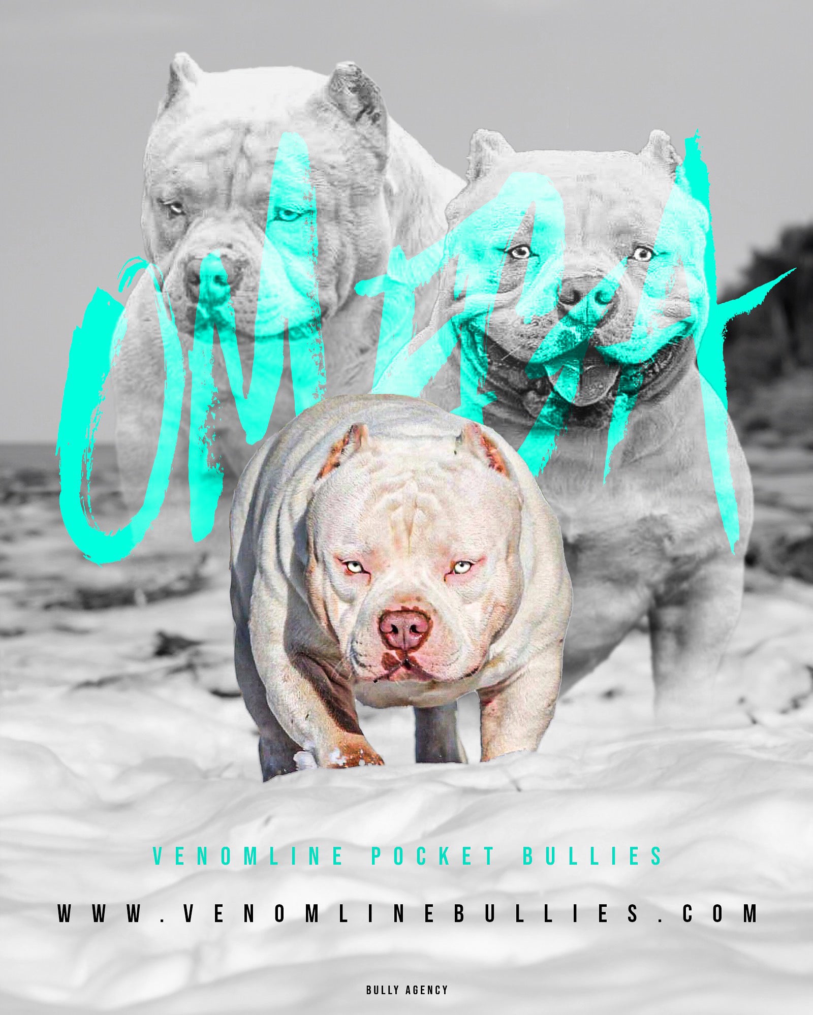 top bully studs, top american bully studs, top studs, venomline, pocket bully, breeders, puppies for sale