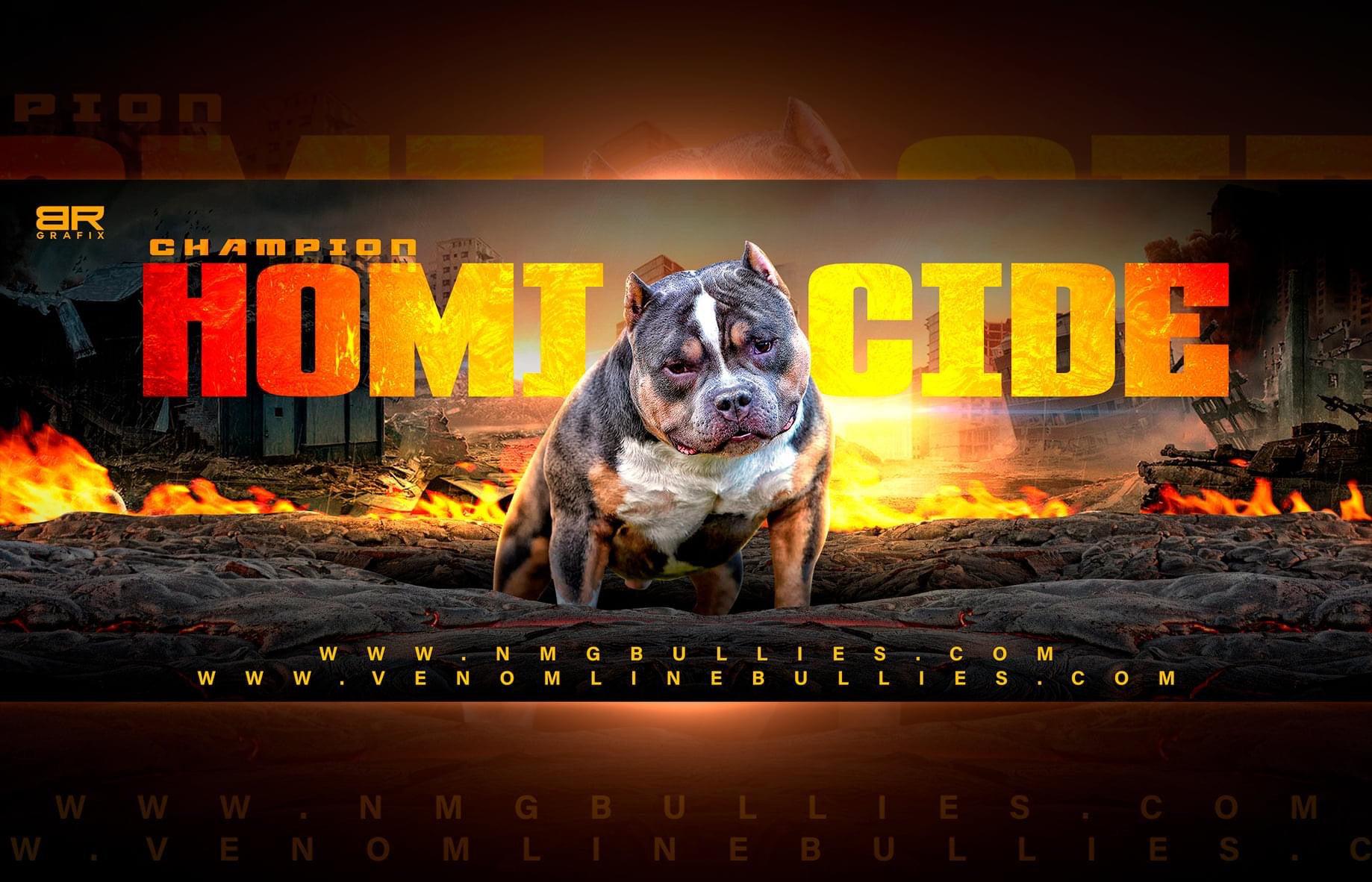 bully stud service, studs, stud fee, stud fees, american bully, pocket bully, extreme bully, micro, exotic, XL, XXL, bully studs, top bloodlines, abkc champions, venomline