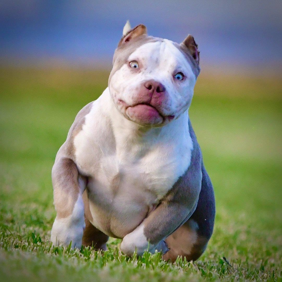 american bully, tri color, pocket bully, puppies for sale