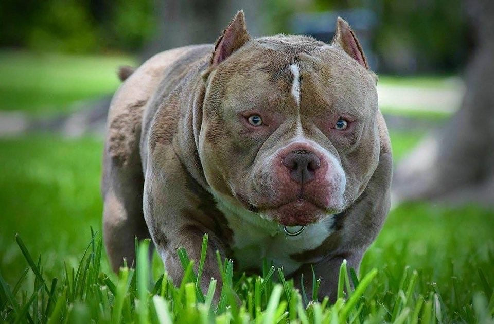 top bully studs, extreme, pocket bully, micro bully, venomline, louis v line, louis v line bullys, venomline, venomline pocket bully