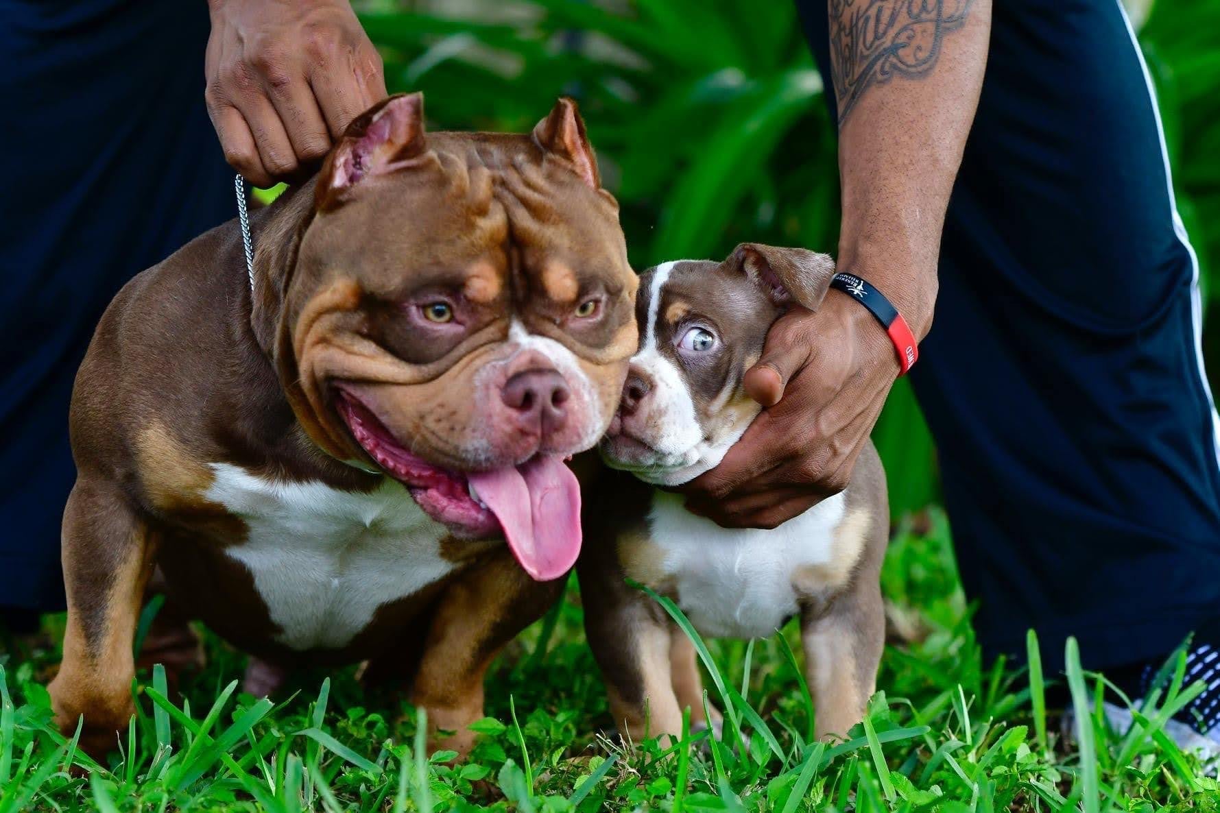 top american bully studs, top studs 2022, american bully, pocket bully, micro, extreme, american bully pocket, abkc, stud service, stud fee, breeders, kennels, puppies, for sale