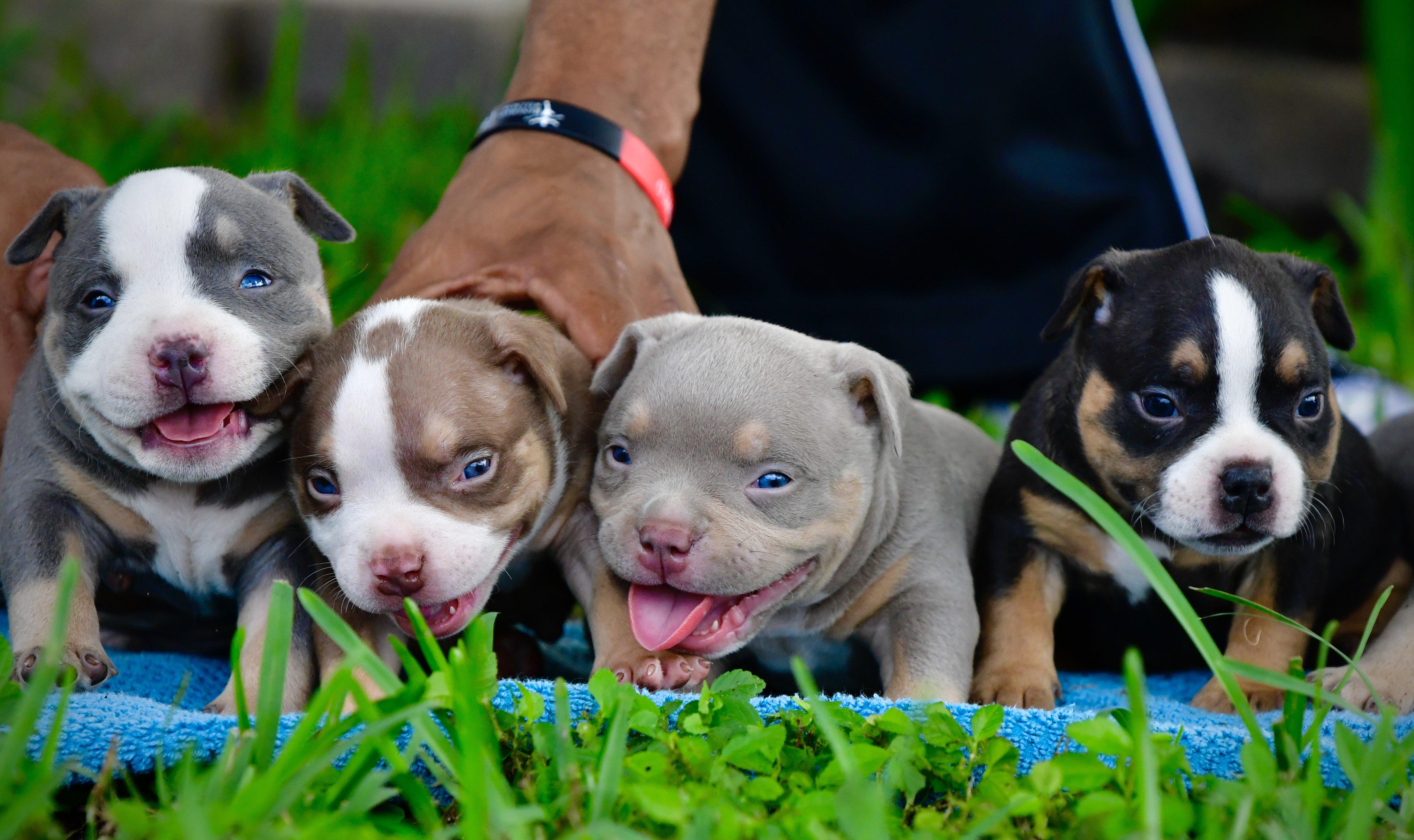 tri color pitbull puppies for sale near me