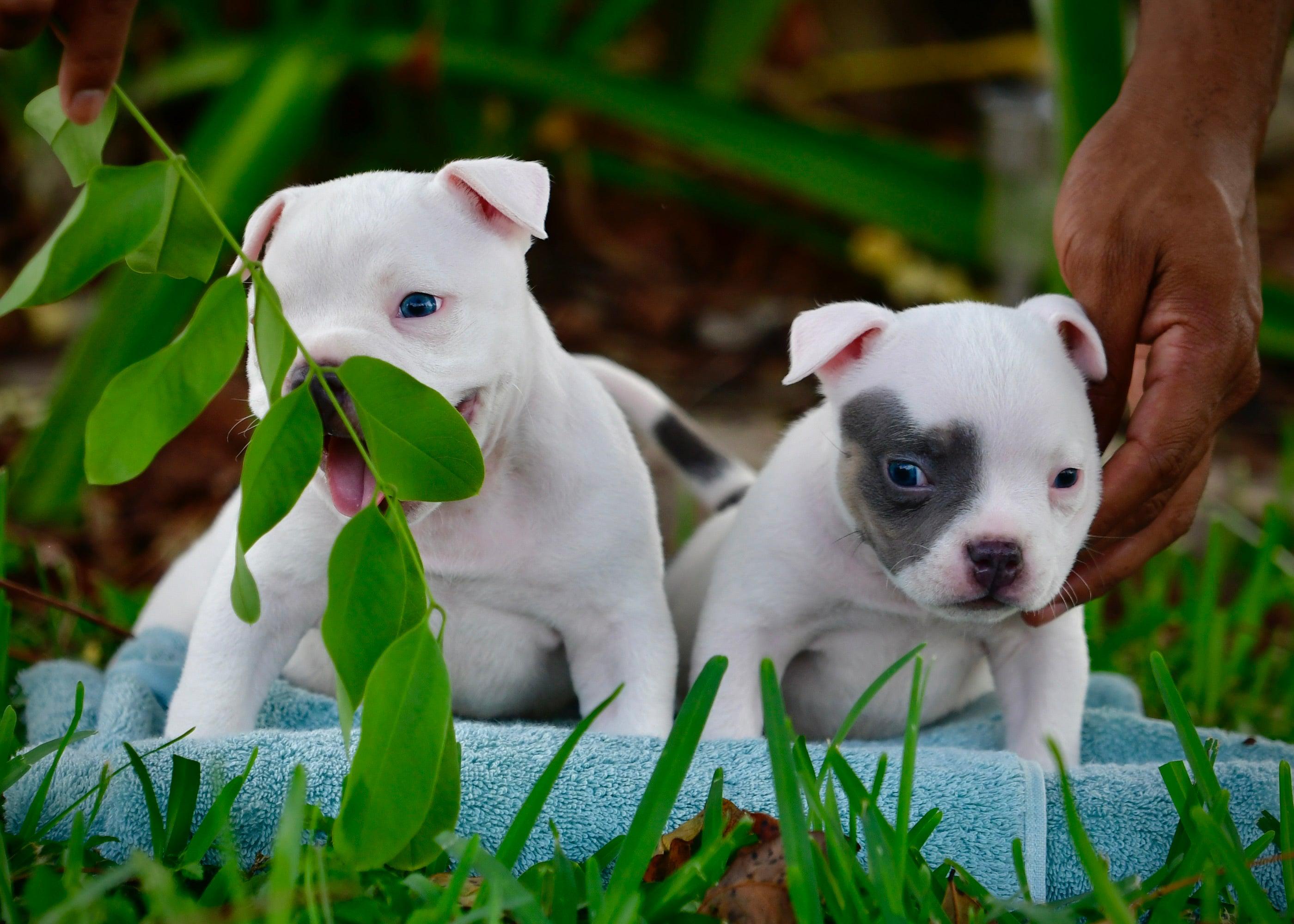 AMERICAN BULLY BREED 101: THE COMPLETE GUIDE TO POCKET, STANDARD