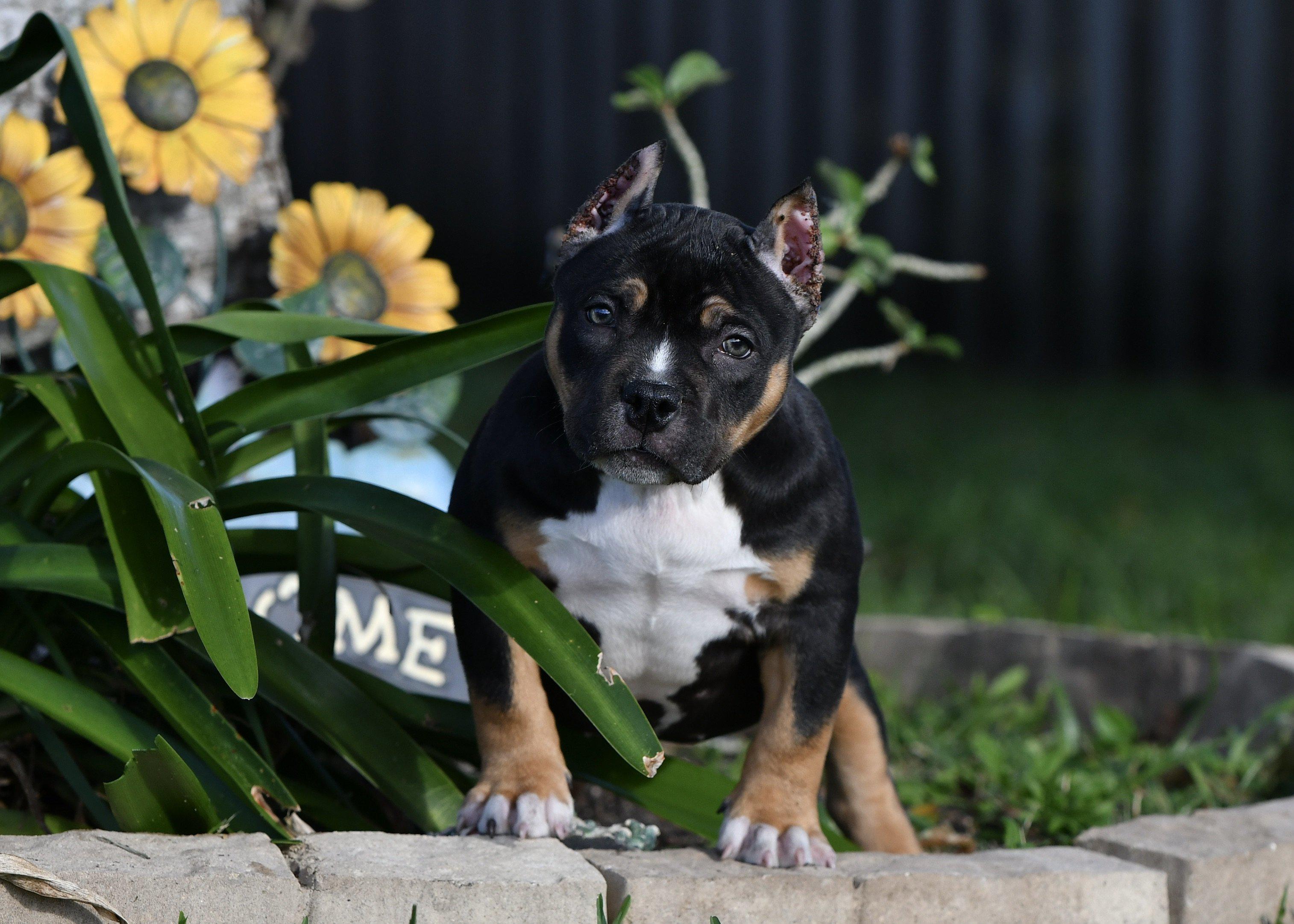 Black Tri Color, American bully puppy, Pocket Bully Breeder, Micro Bully Breeder, Best Kennels & Breeders, Daxline, Venomline, Louis V Line Bullys, Muscletone Bullies