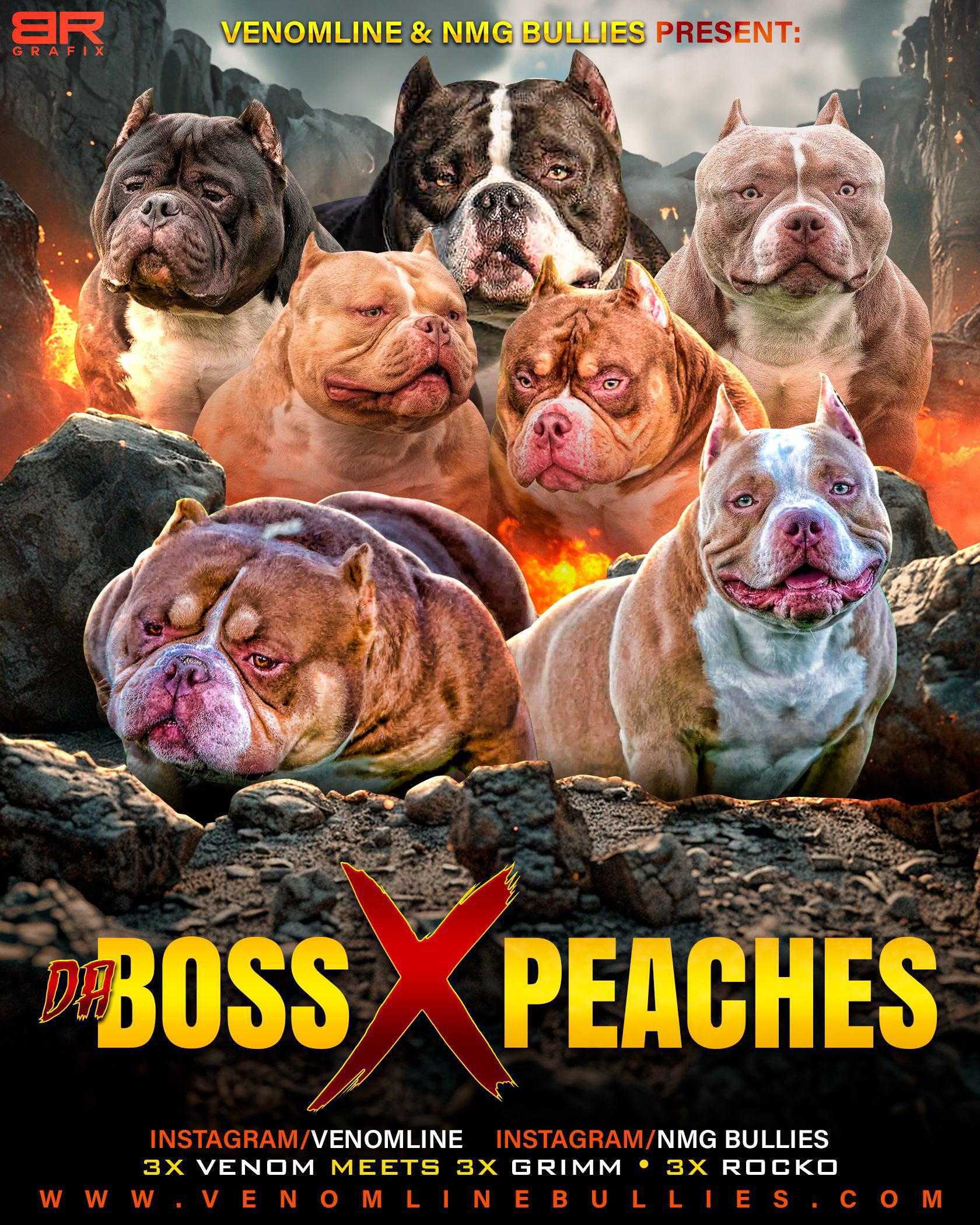 SSS_Da_Boss_Venomline_Peaches_pocket_best_bully_puppies_for_sale