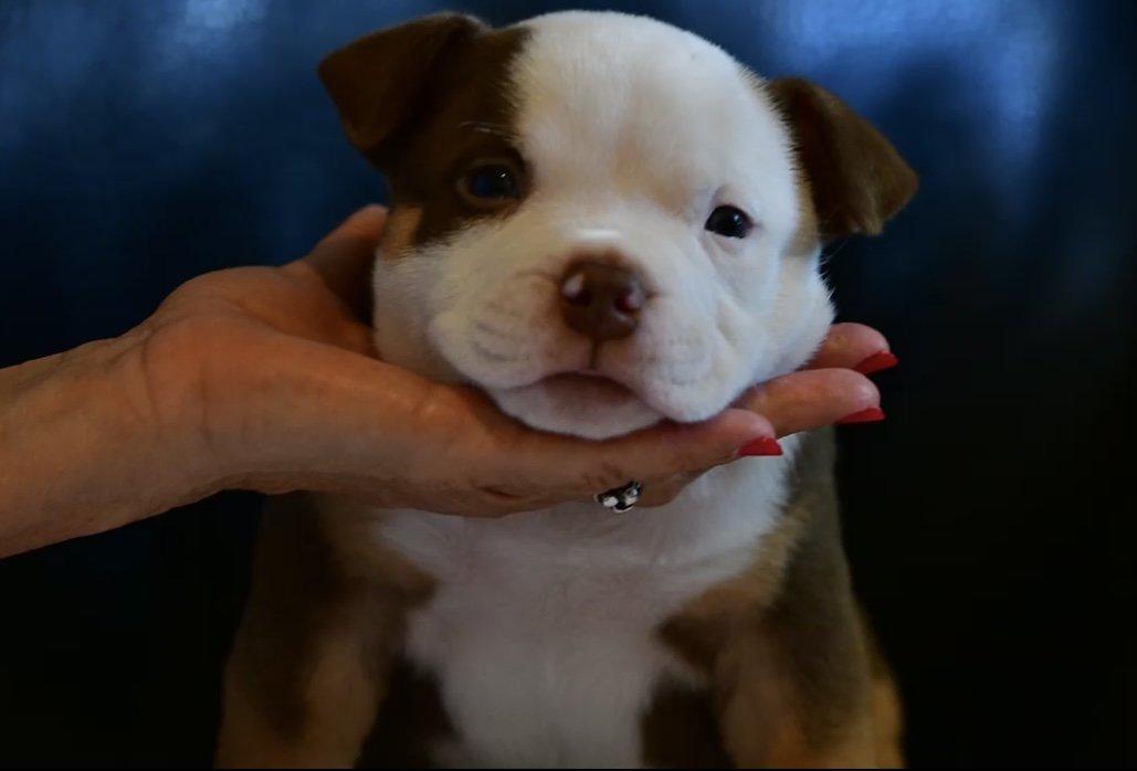 American bully puppies, American Bully puppies for sale, pocket bully, tri color, puppies, Venomline, Pocket American Bully kennels, breeders