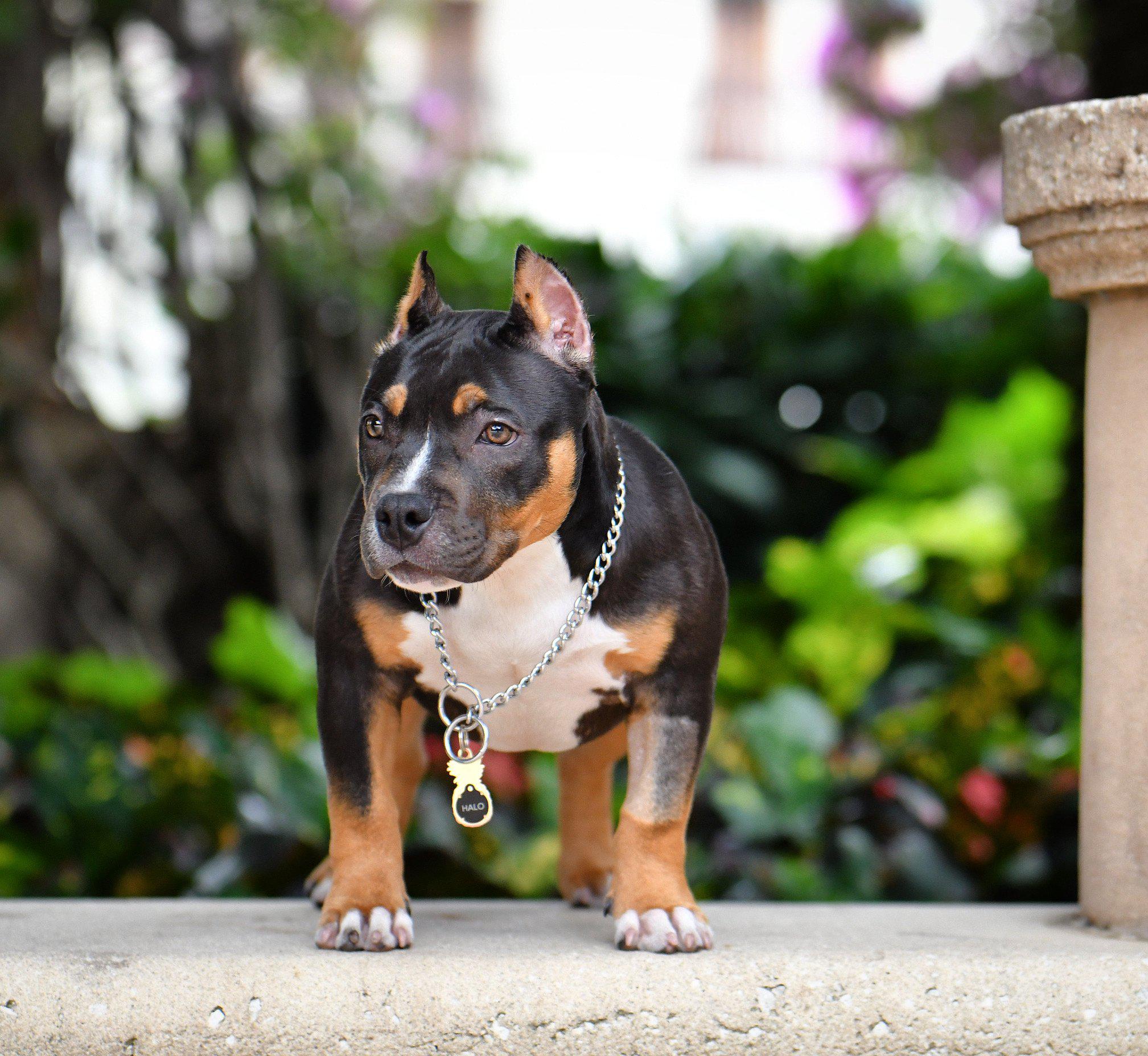 Puppy Chocolate Tri Pied - Miniature, Pocket and Exotic Bully Puppy and Dog  For Sale, Bullymon