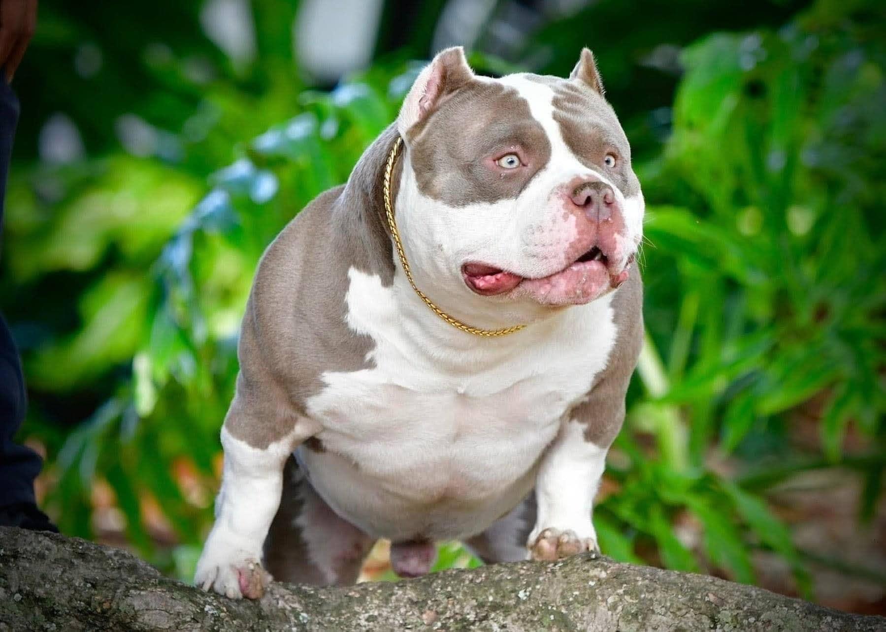 THE VENOMLINE POCKET BULLY BLOODLINE: AMERICAN BULLY PUPPIES FOR