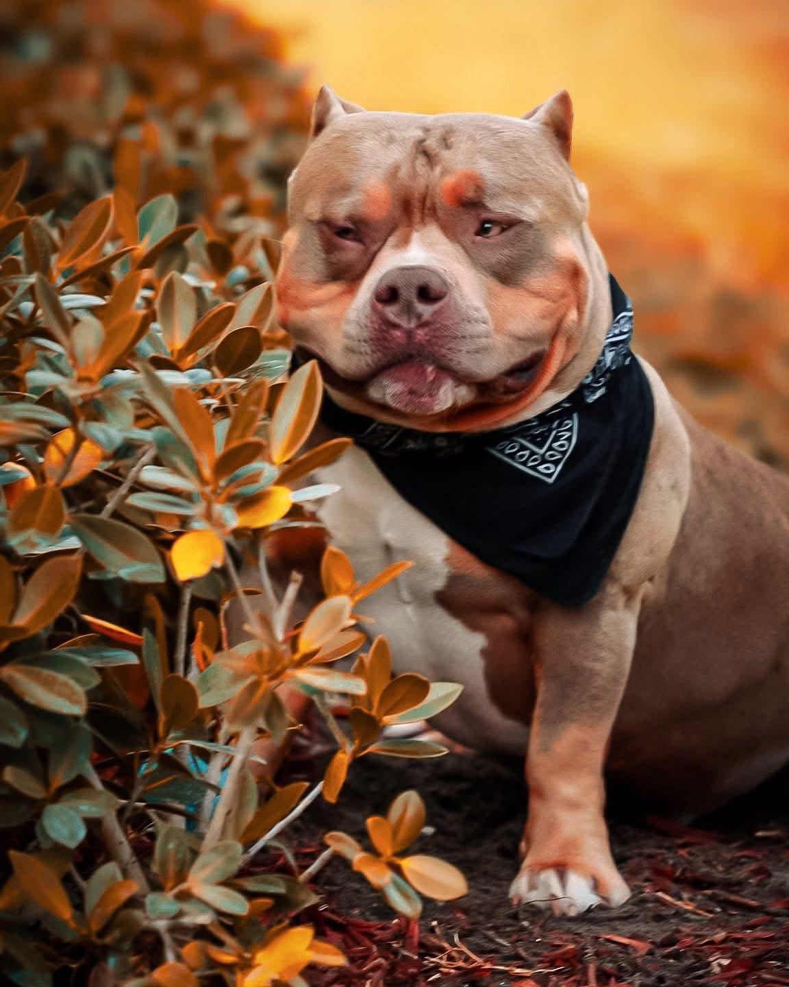 Venomline’s UNO – Venom grandson and compact Pocket Bully with balanced structure, stable temperament, and clean movement, representing the breed's safe and legal status