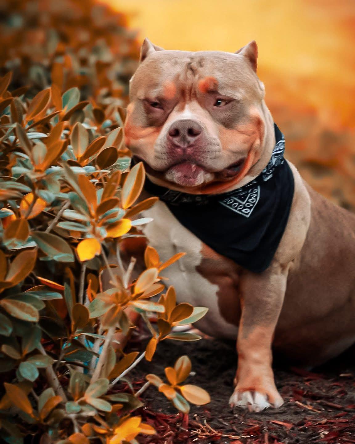 homicide-pocket-bully-stud-venomline