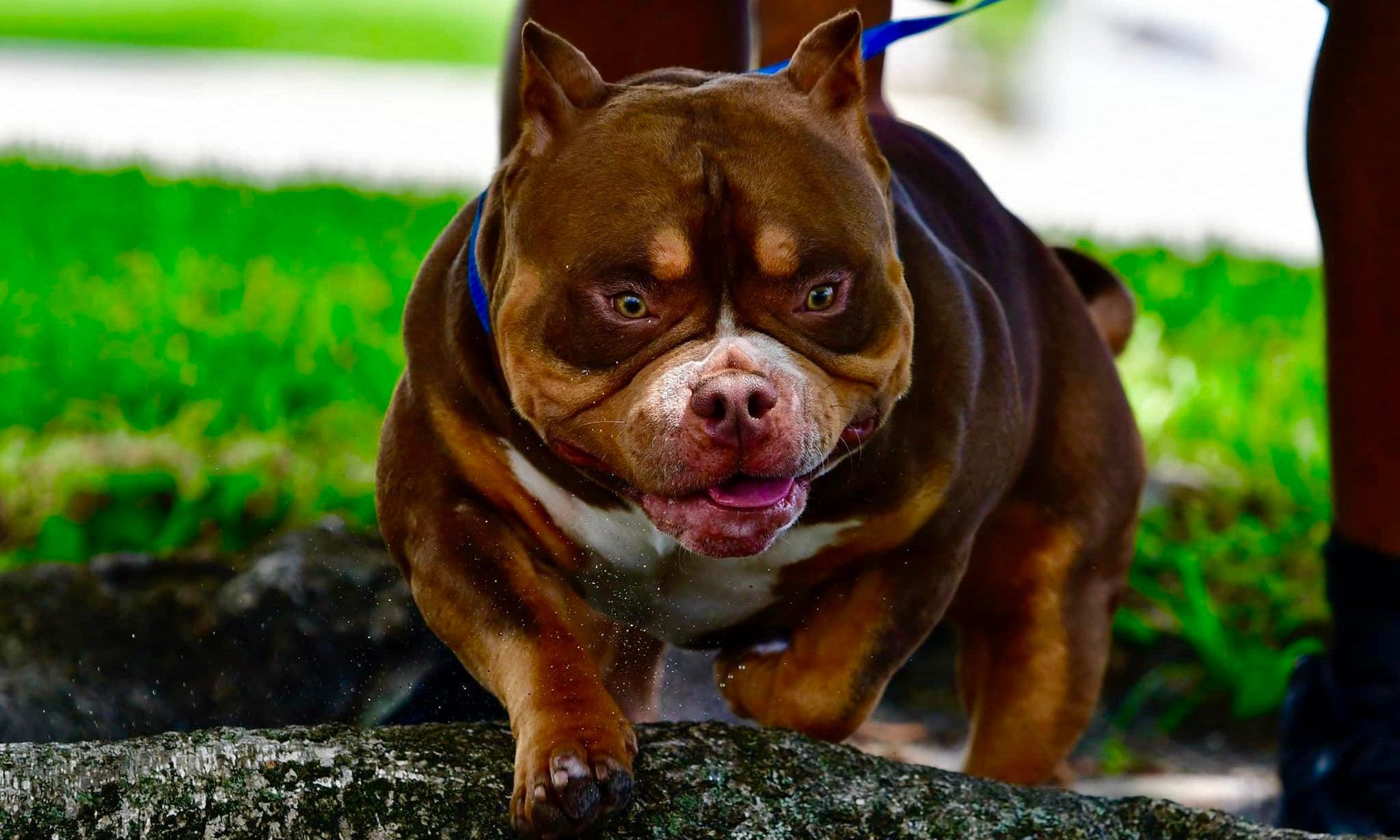 chocolate tri color pocket bully stud, top studs 2021, best american bully studs, top bloodlines