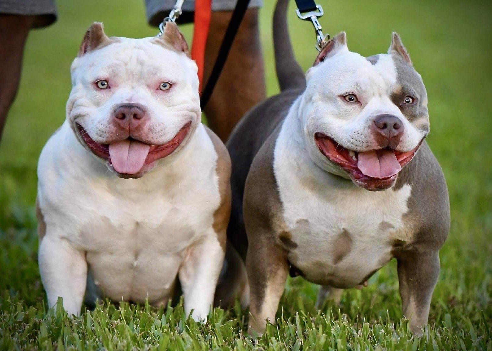 American Bully Breeders, American Bully Kennels, Pocket Bully Kennels, Pocket Bully Breeders, Pocket Bully Kennels, Best Pocket Bully Breeders, Best Pocket Bully Kennels, Top Pocket Bully Studs, Venomline, ABKC Champions, Pocket American Bully, Pocket Bully, Micro Bully, Extreme Bully, Exotic Bully, Puppies for Sale