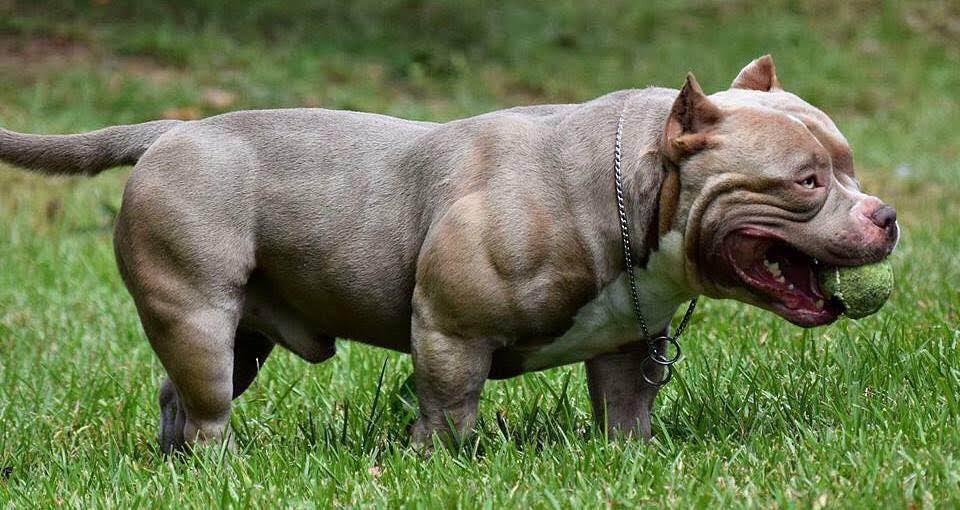 💥CHINO💥 ABKC chocolate tri pocket bully for stud in Oldham