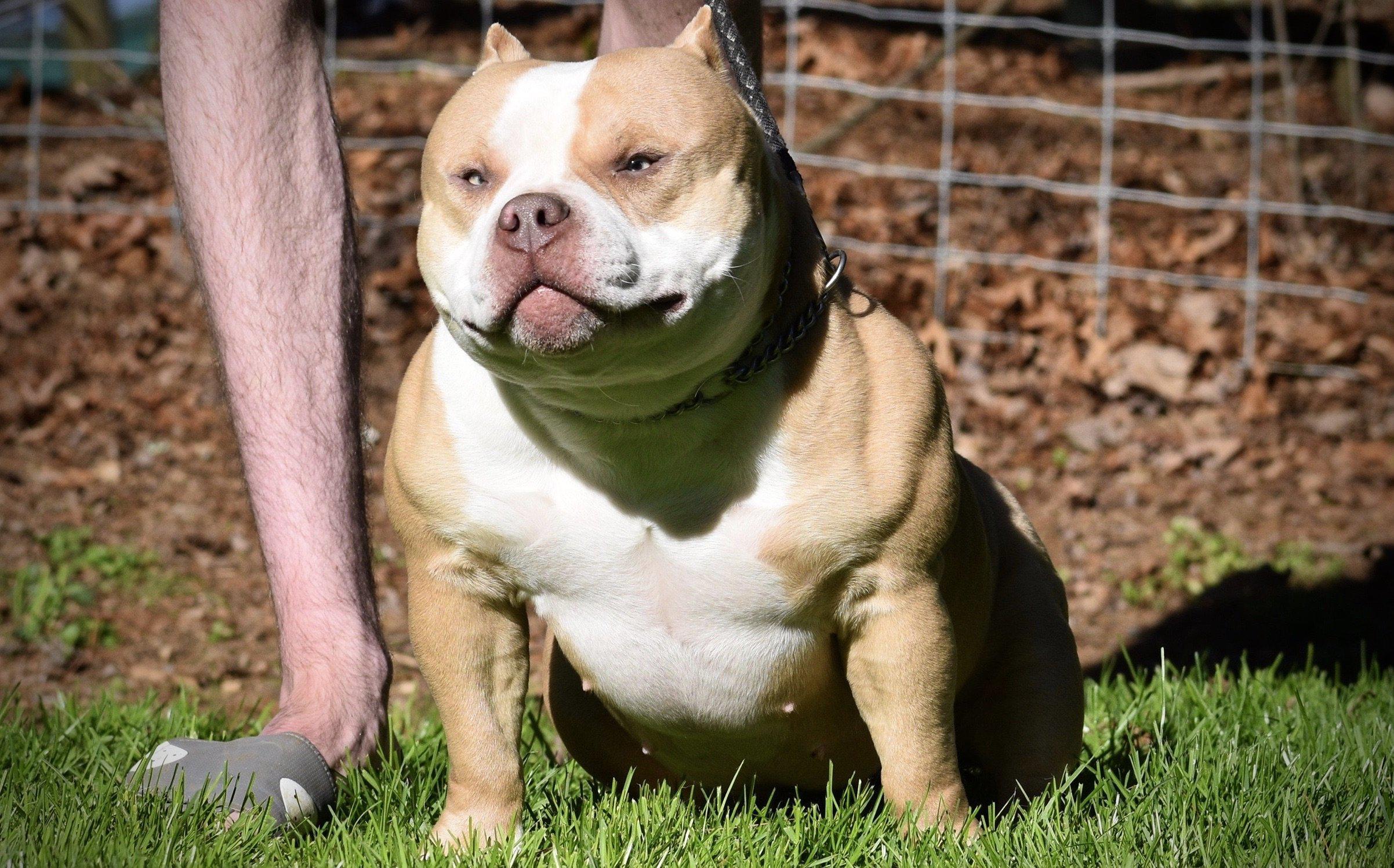 Pocket American Bullies, Top American Bully Breeders, Best American Bully Kennels, Stud Service, Studs, ABKC, Champions, American Bully Puppies For Sale