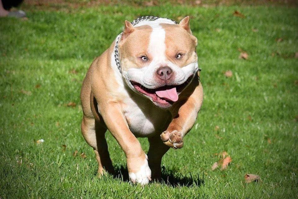 pocket bully kennels, american bully breeders, tri color, american bully, puppies for sale, micro bully, extreme bully