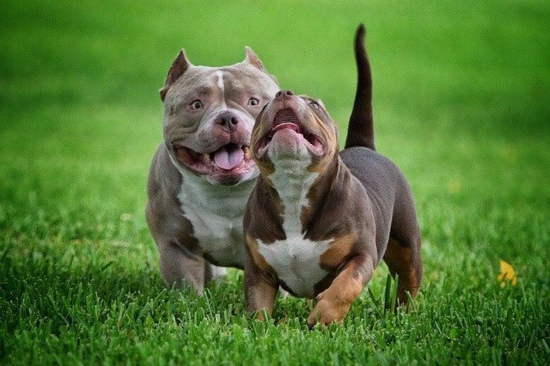 Chocolate Tri Color, Tri Color, American Bully, Top Breeders, Exotic Bully, Extreme Bully, Pocket Bully, XL bully, XXL bully, micro bully, puppies, stud service, studs