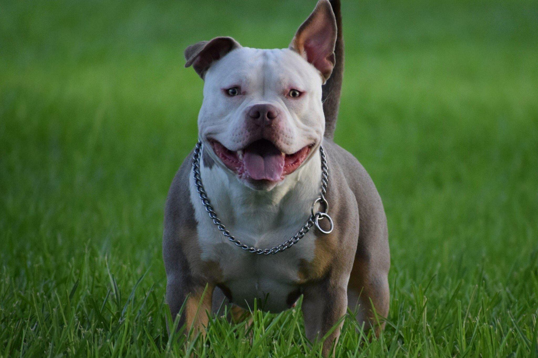 Lilac Tri Color, Champagne, Pocket American Bullies, Top American Bully Breeders, Best American Bully Kennels, Stud Service, Studs, ABKC, Champions, American Bully Puppies For Sale