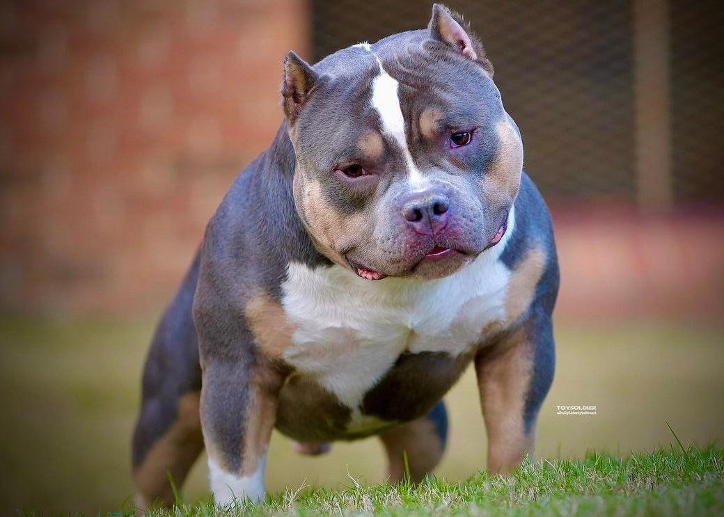 Abkc Champion Homicide, pedigree, stud fee, info, top bully studs 2024