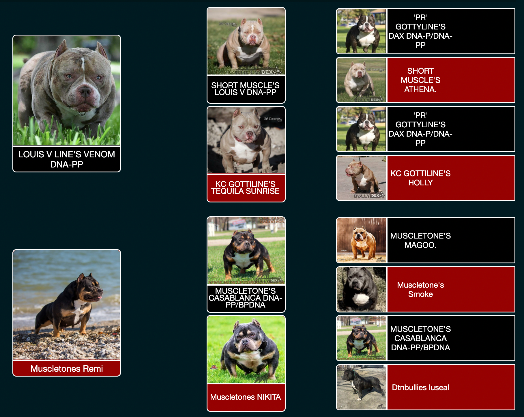 bully stud service, top bully studs, best bloodline, american bully stud service, pocket bully, extreme, micro, exotic, studs, 2022