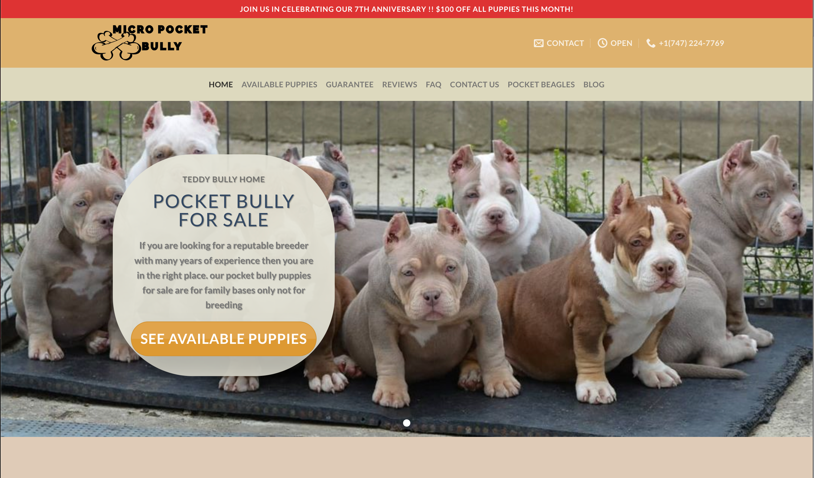 american bully, scam, scams, fraud