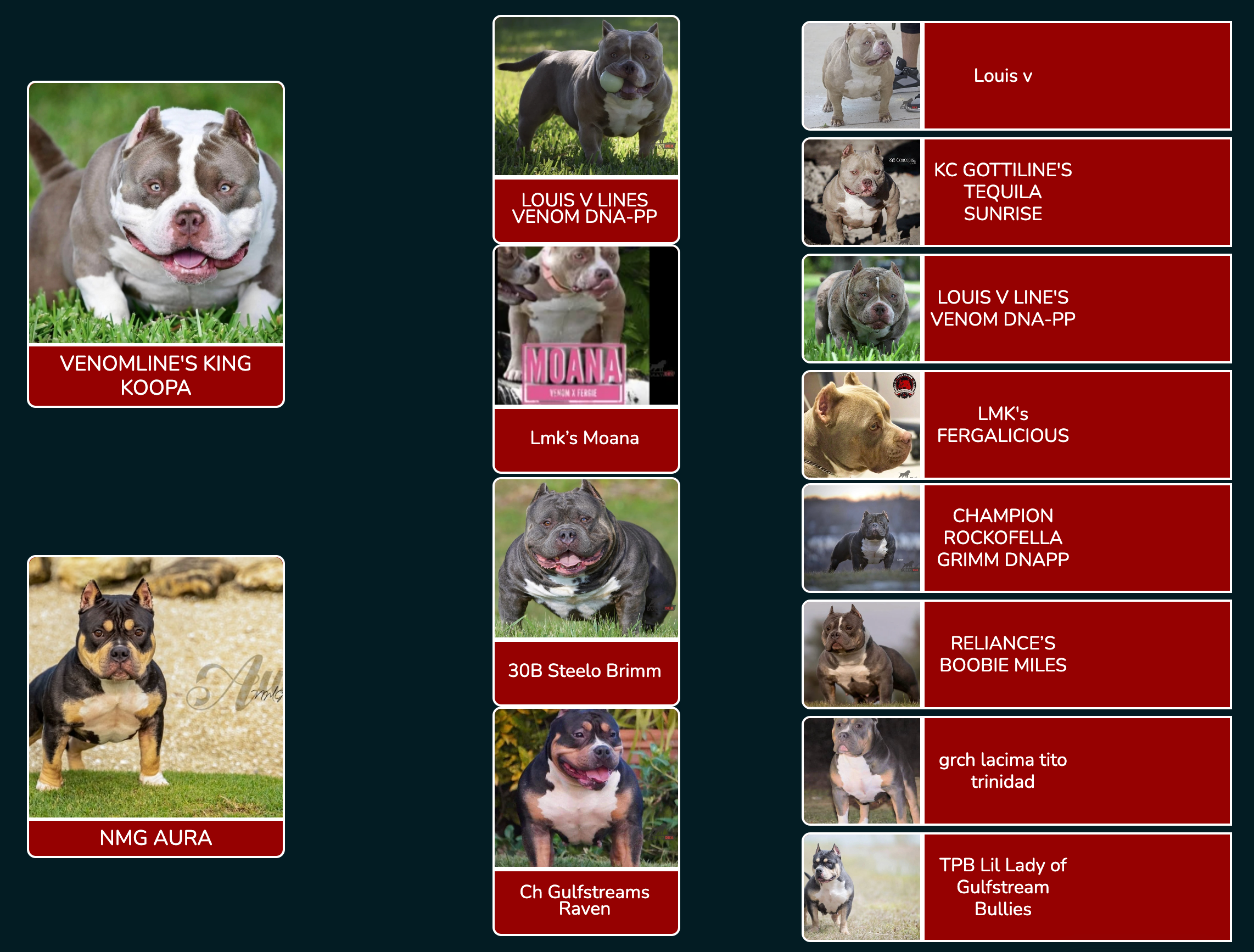 best-pocket-bully-breeders-breedings-litters-puppies-for-sale-venomline