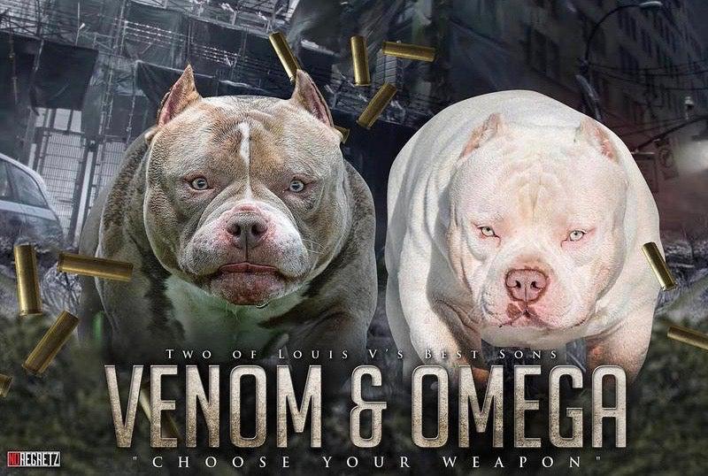 American Bully Stud Service | Best Pocket Bully Puppies For Sale | Top American Bully Kennels | Best American Breeders | Venomline