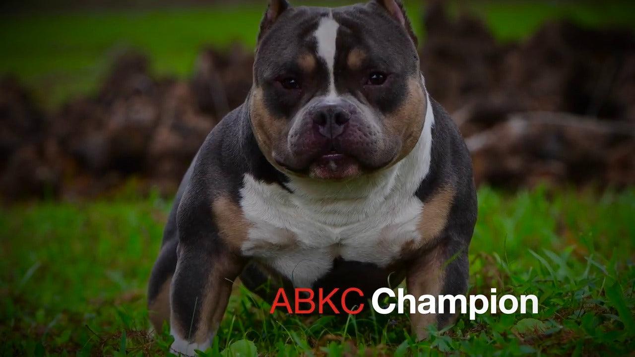 ABKC Champion Homicide - Produced Offspring,