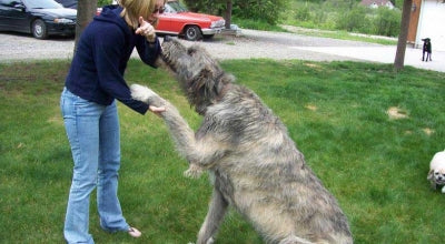 irish wolfhounds party