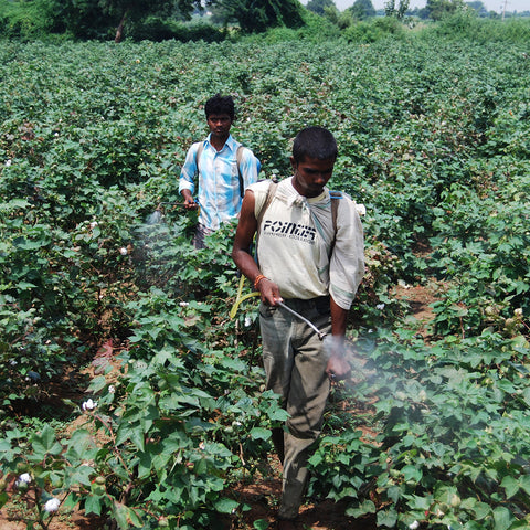 cotton pesticides
